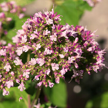 Marjolein Extract