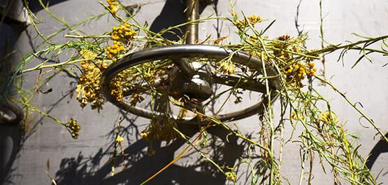 immortelle distilatie