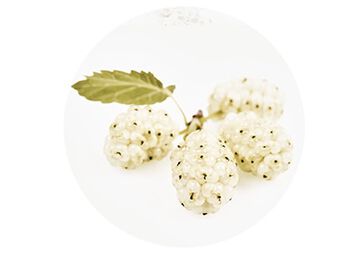 collectie reine blanche Moerbei ingredient skincare