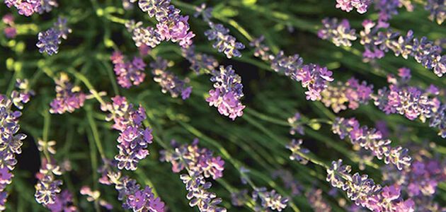 Ontdek de vele voordelen van echte lavendel*!