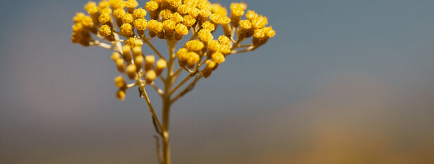 Immortellebloem