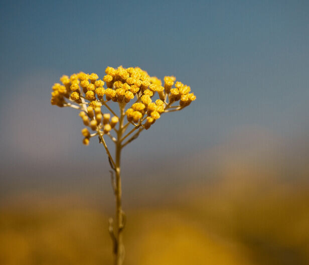 Immortellebloem