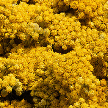 Immortelle Essenti&euml;le Olie