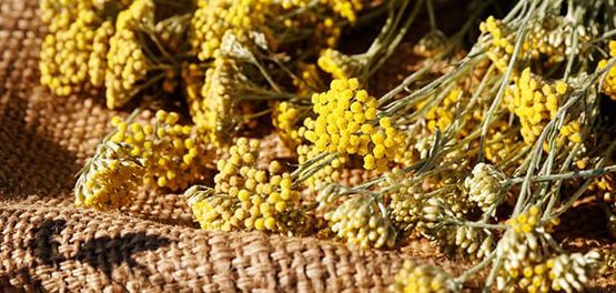 zoom fleur immortelle