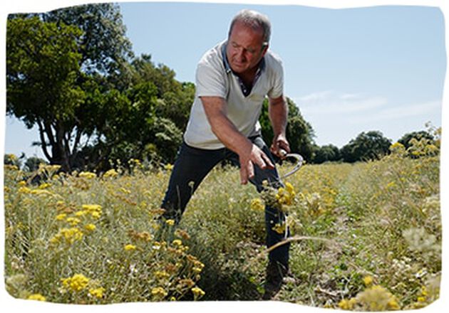 98 producenten en meer dan 10.000 plukkers