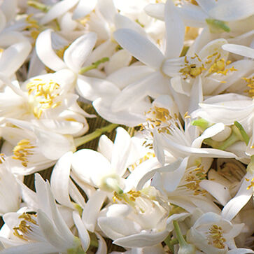 Neroli Essence
