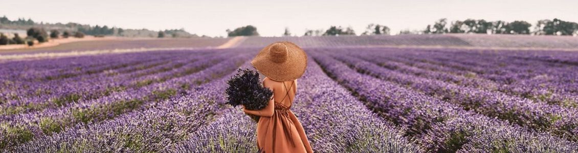 lavende 