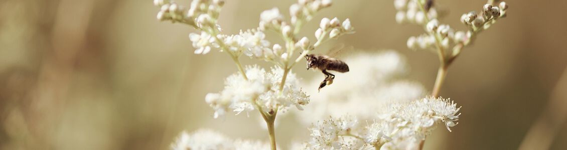  Ontdek de geheimen van de zogenaamde "belle des prairies"