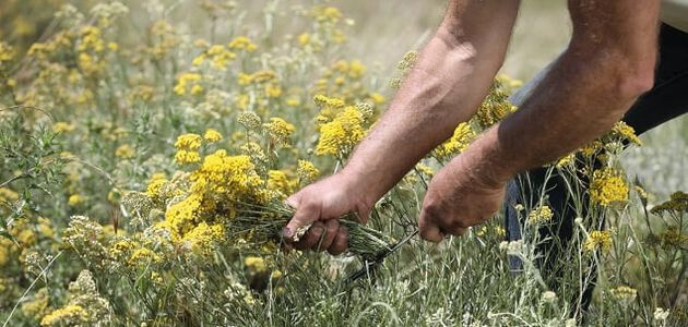 Immortelle Bloemen