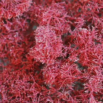 Jania Rubens Extract