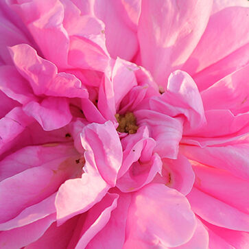 Bloemenwater van Centifolia Rozen