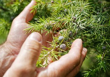 biodiversiteit