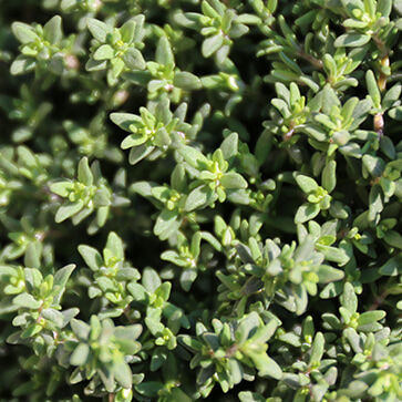Tijm Extract