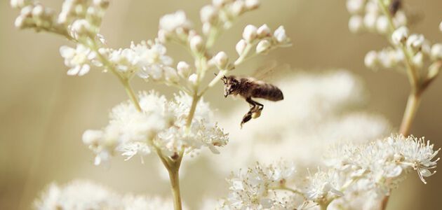  Ontdek de geheimen van de zogenaamde "belle des prairies"