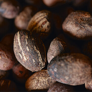 Shea Extract
