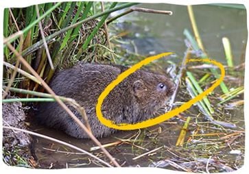 Het aantal gewervelde dieren in de wereld is sinds 1970 gehalveerd.