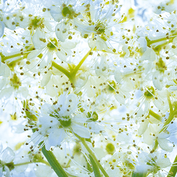 Moerasspirea Bloemen Extract