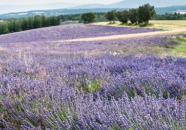 Voorwaarden voor het planten van lavendel 