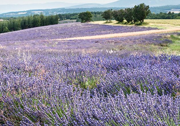 Voorwaarden voor het planten van lavendel 