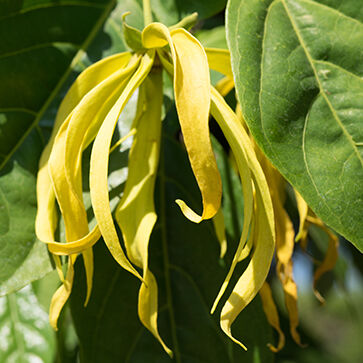 Essentiële Olie van Ylang Ylang