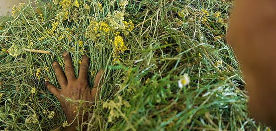 Immortelle landbouw