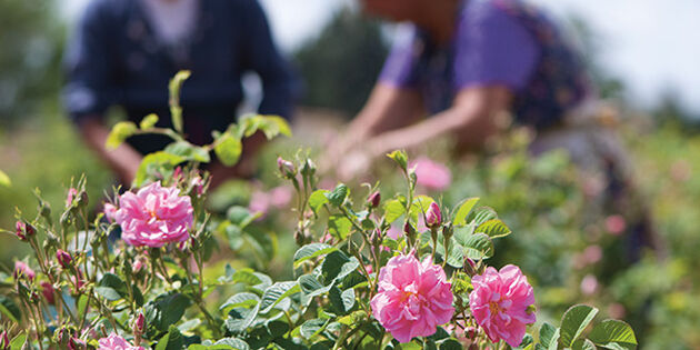 Sustainable Sourcing