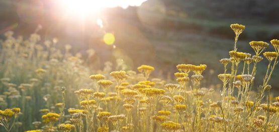 Voordelen Immortelle