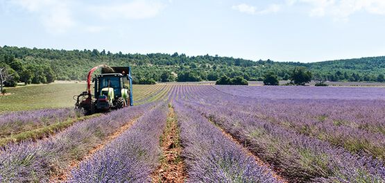 lavender veld