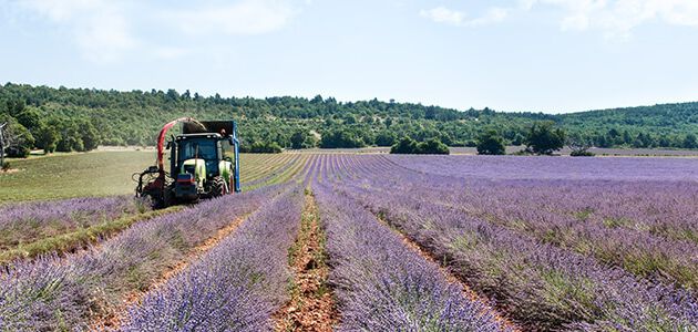 lavender veld