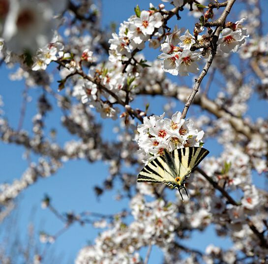 biodiversiteit