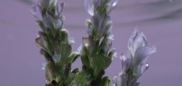L'OCCITANE Verzachtend ingredi&euml;nt - Lavendel - geneeskrachtige en kalmerende eigenschappen