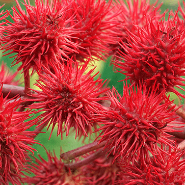 Plantaardige Ricinusolie