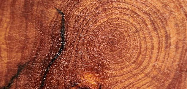 cade hout