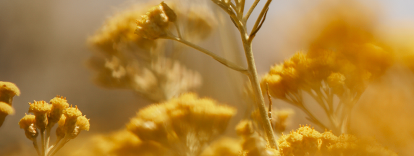 De geschiedenis van de Immortelle