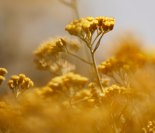 De geschiedenis van de Immortelle