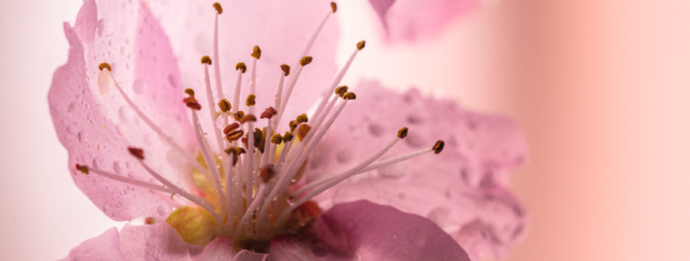 Cherry Blossom