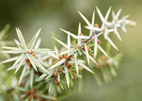 cade hout