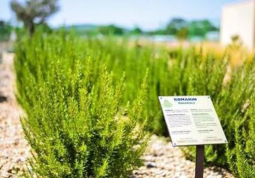 De mediterraanse tuin