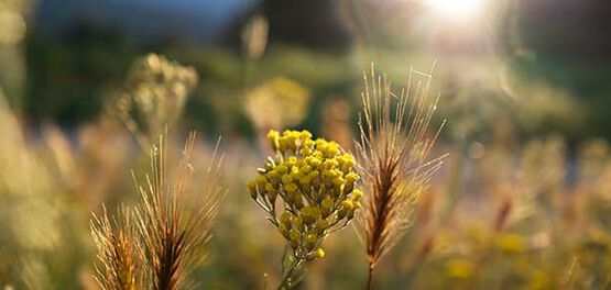 Immortelle productie