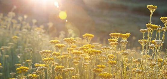 immortelle velden