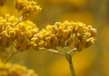 Ingredi&euml;nt Immortelle