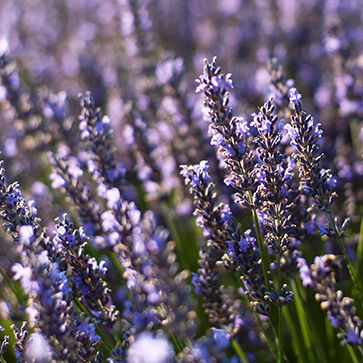 Essentiële Olie van Lavendel