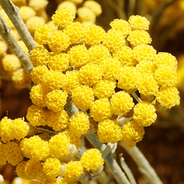 Biologisch Immortelle Bloemenwater