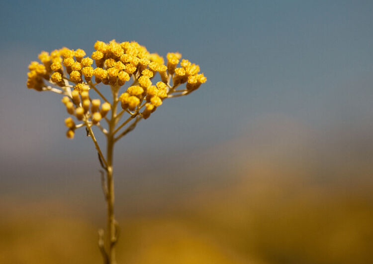 Immortellebloem