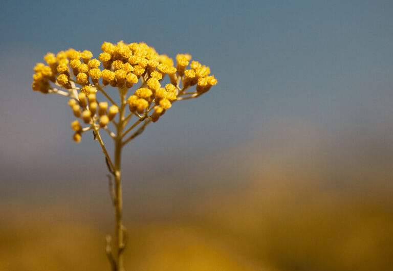 Immortellebloem