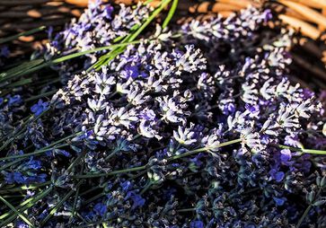 essenti&euml;le lavender olie