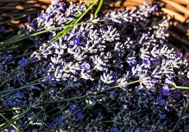 essenti&euml;le lavender olie