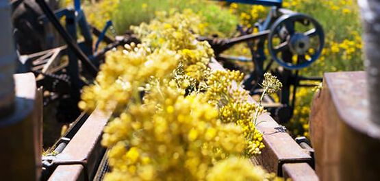fleurs immortelle