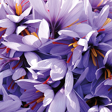 Saffraanbloem Extract