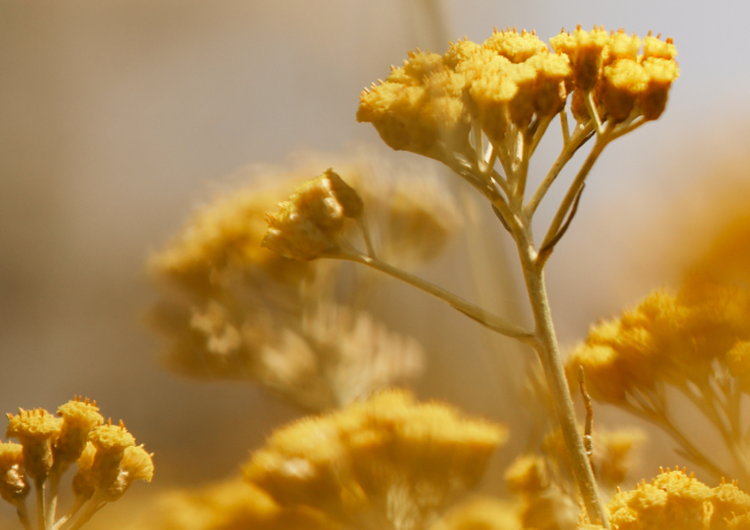 De geschiedenis van de Immortelle
